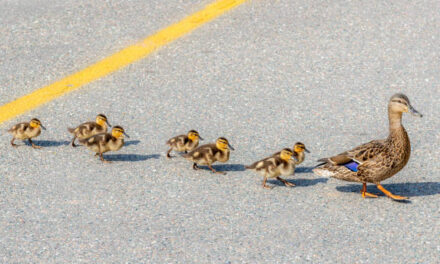 ¿Cómo se adapta la fauna a la vida urbana?