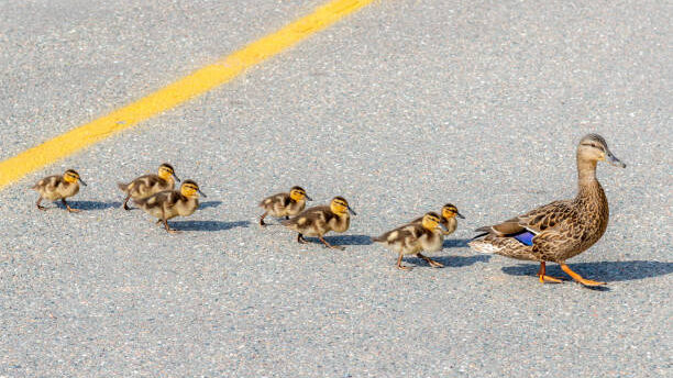 ¿Cómo se adapta la fauna a la vida urbana?